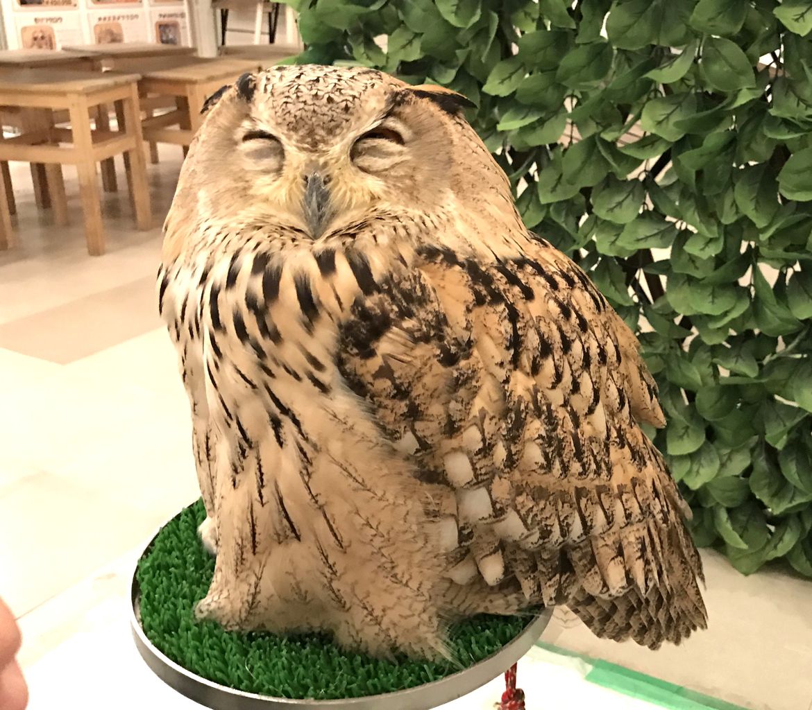 大阪 シベリアワシミミズク しー の笑顔 フクロウのみせblog