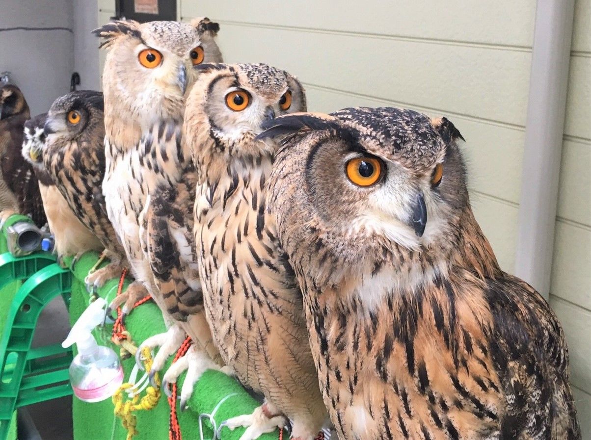 フクロウは ホー と鳴く フクロウのみせblog