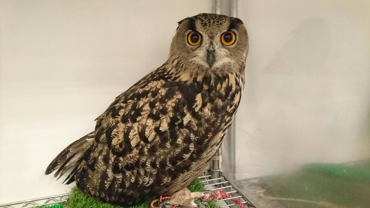 ミミズク と フクロウ☆彡 : フクロウのみせblog