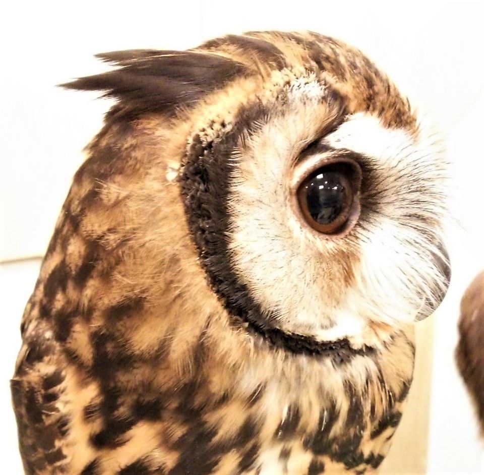 フクロウの魅力あふれる写真集 彡 フクロウのみせblog