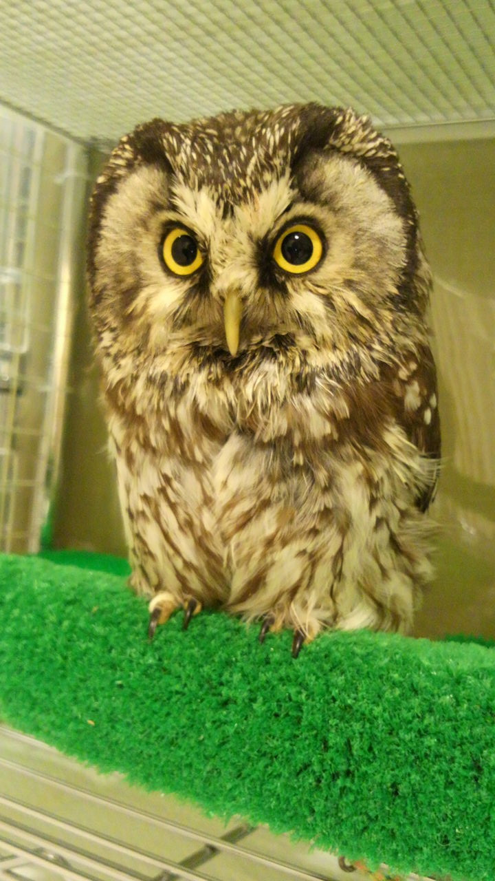 博多 新しい仲間の到着 フクロウのみせblog