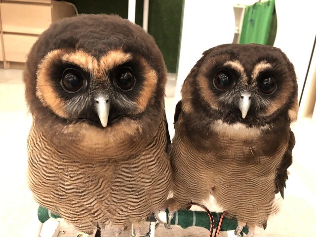 色違いのフクロウ フクロウのみせblog