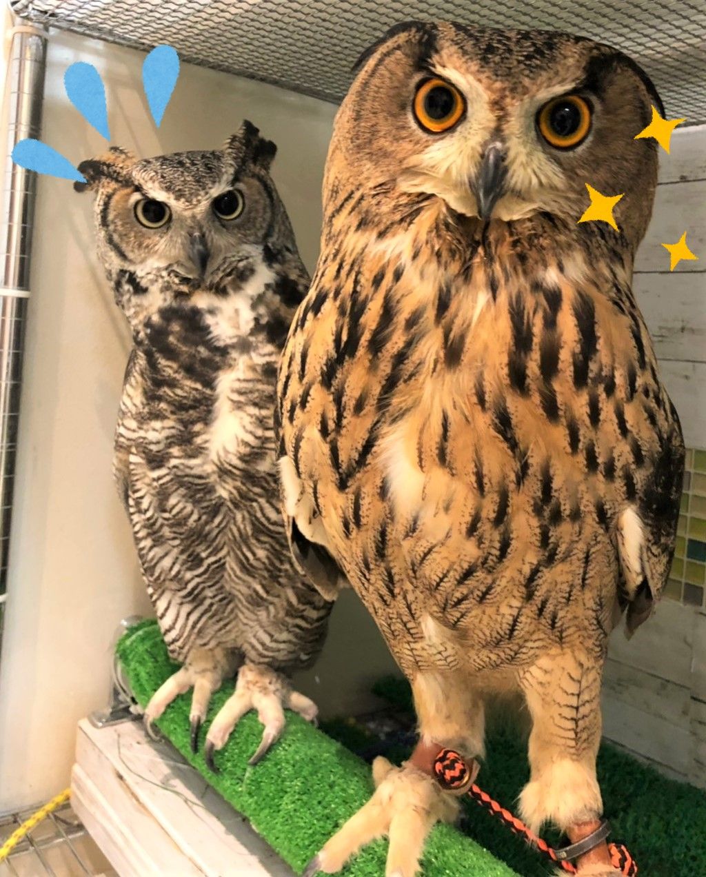 アメリカワシミミズクの りく フクロウのみせblog アメリカワシミミズクの りく フクロウのみせblog