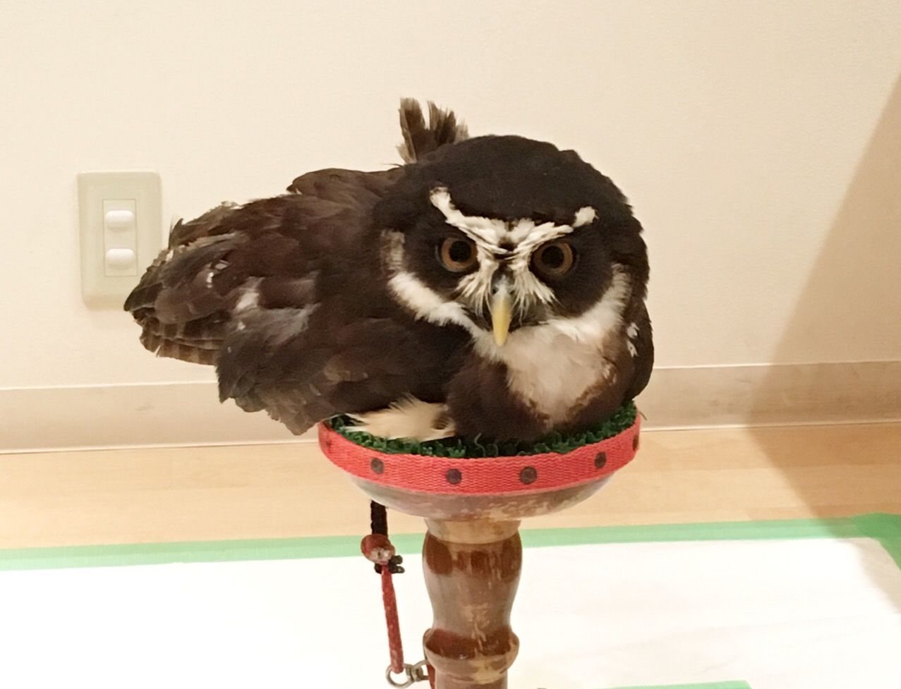 博多 メガネフクロウの らい フクロウのみせblog 博多 メガネフクロウの らい フクロウのみせblog