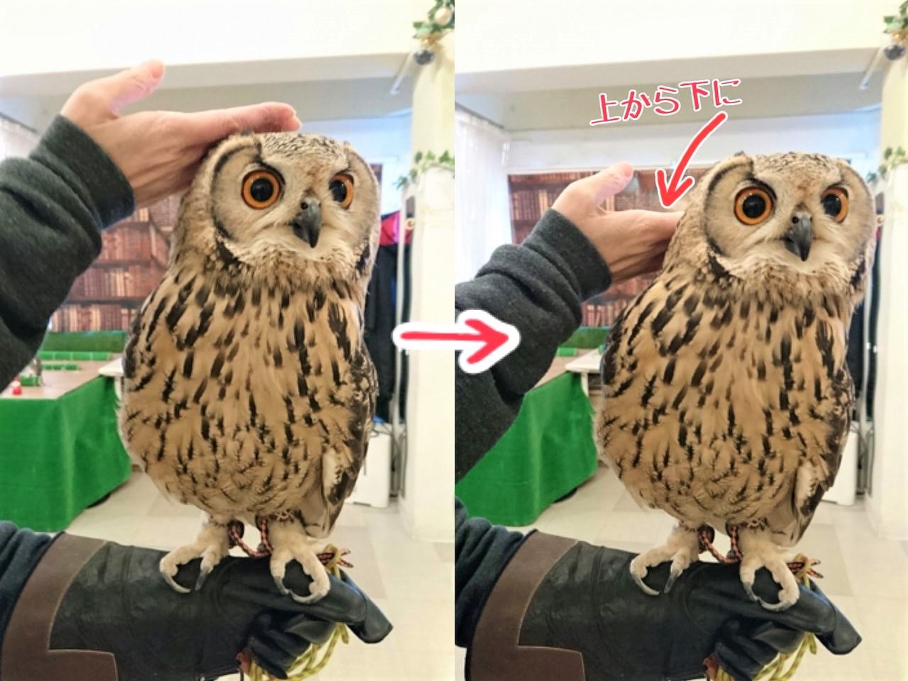 フクロウの羽はなぜキレイ フクロウのみせblog フクロウの羽はなぜキレイ フクロウのみせblog