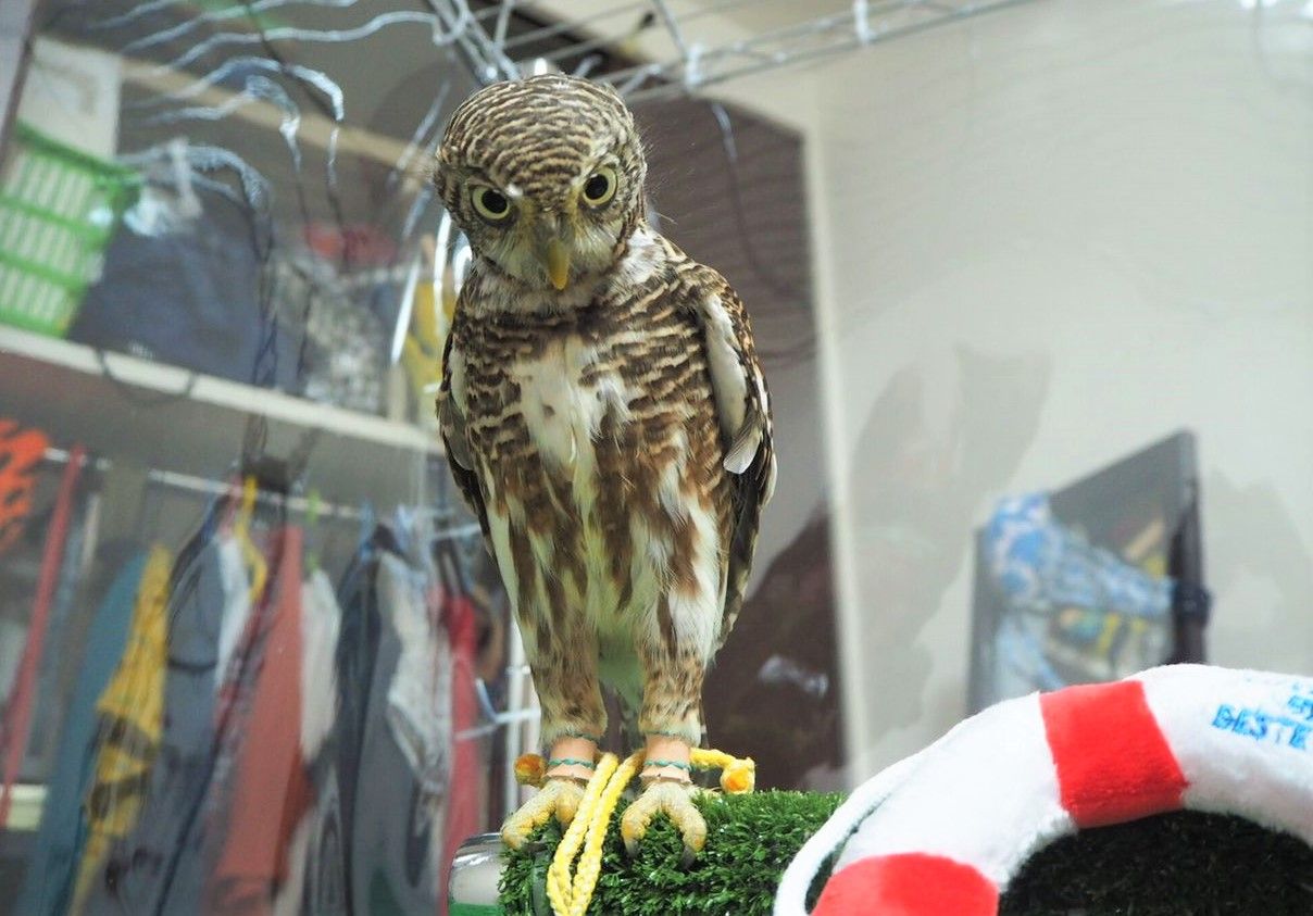 スタッフとフクロウのお家での生活 彡 フクロウのみせblog スタッフとフクロウのお家での生活 彡 フクロウのみせblog