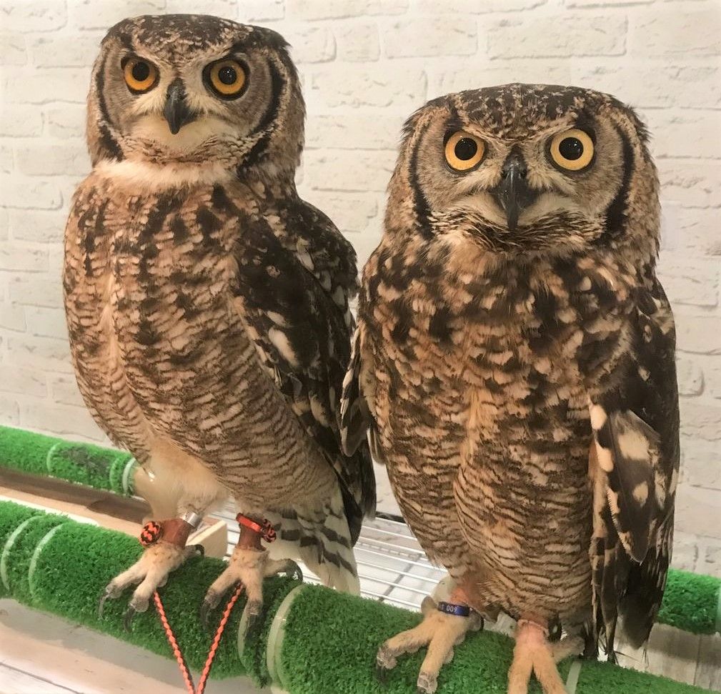 レア！アフリカワシミミズク 頭骨　※捕獲データ付 ☆即納☆ レア！アフリカワシミミズク（Spotted Eagle-owl）頭骨 ※捕獲