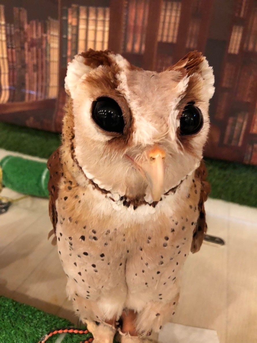 フクロウの耳ってどこにある フクロウのみせblog フクロウの耳ってどこにある フクロウのみせblog