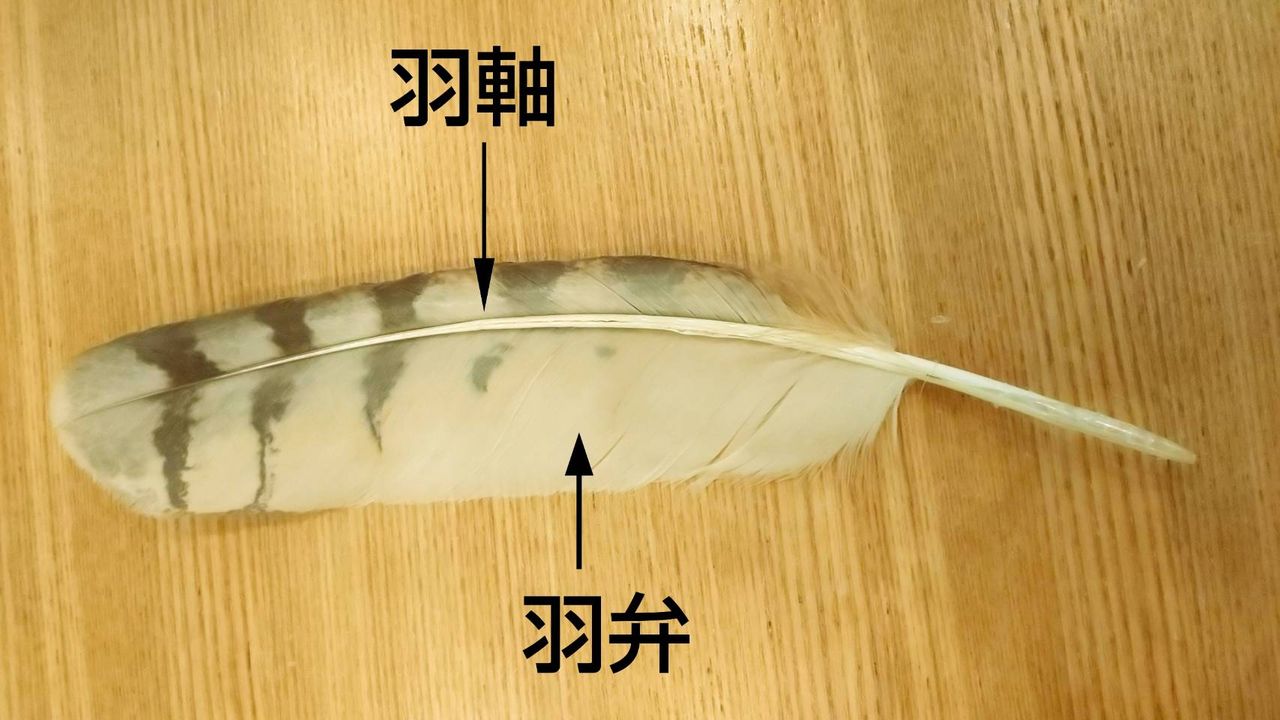 フクロウのみせblog
