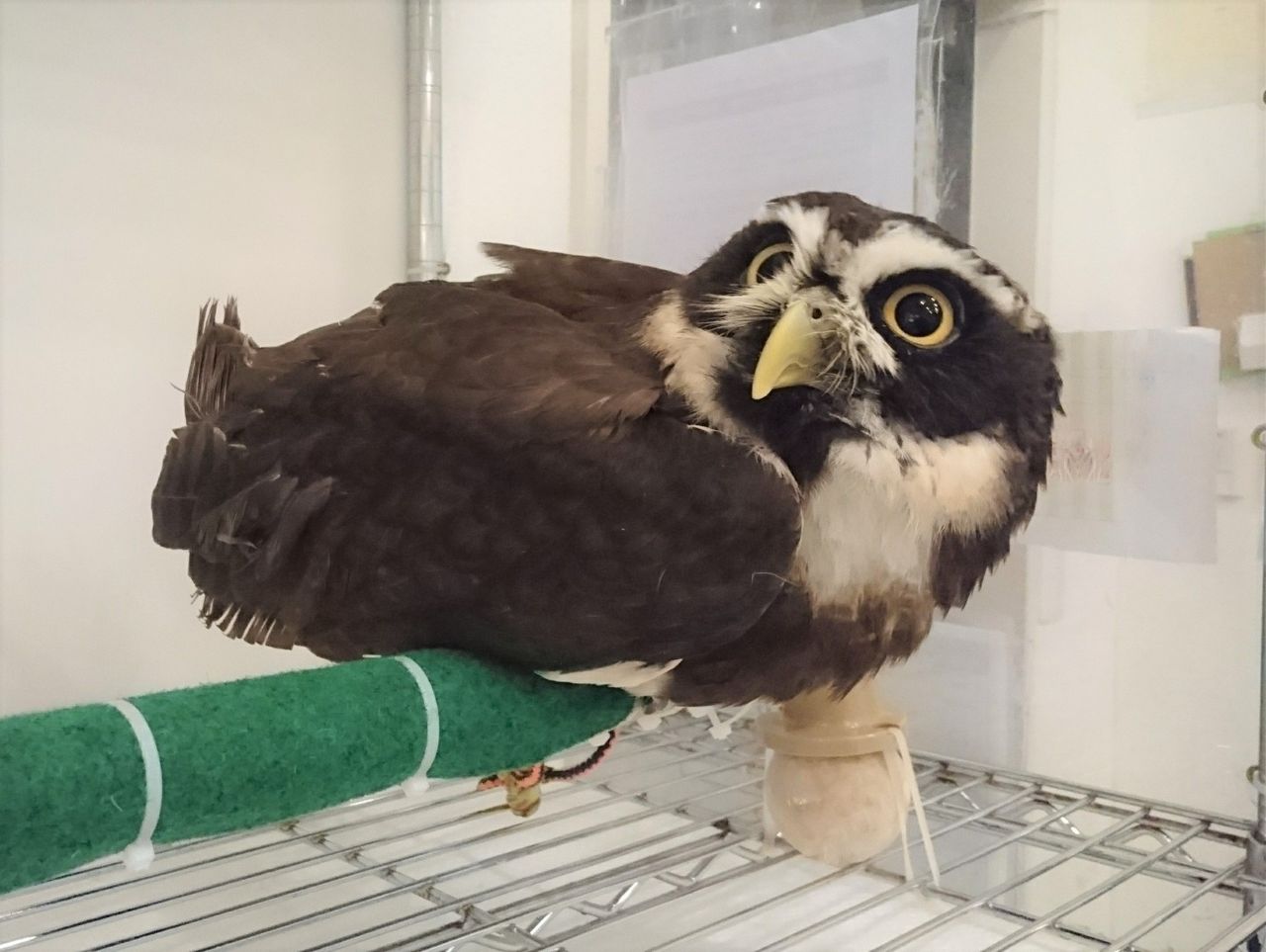 メガネフクロウ れん スピードお迎え フクロウのみせblog メガネフクロウ れん スピードお迎え フクロウのみせblog