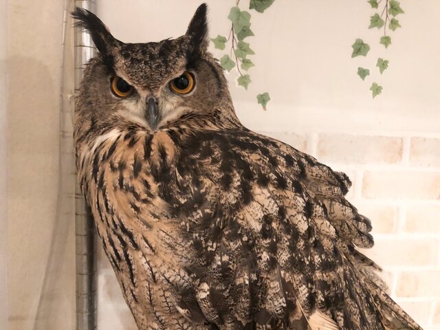フクロウとミミズクについて…☆ : フクロウのみせblog フクロウとミミズクについて…☆ : フクロウのみせblog