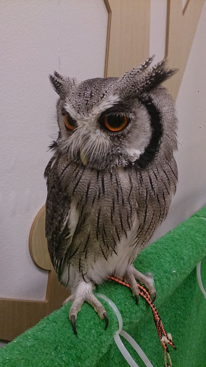 博多 フクロウの不思議 フクロウのみせblog 博多 フクロウの不思議 フクロウのみせblog
