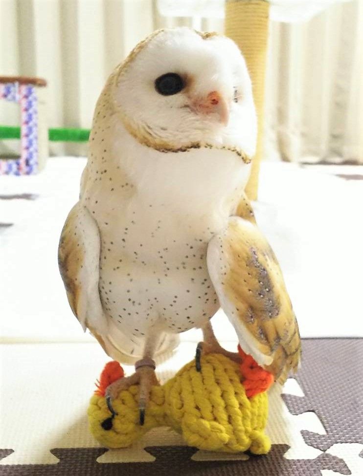 フクロウもおもちゃで遊ぶんです フクロウのみせblog