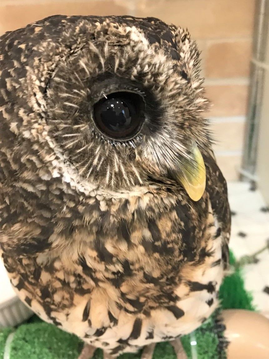 べいちゃんの「〇〇〇」☆彡 : フクロウのみせblog