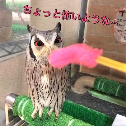 フクロウ達の おもちゃ での遊び方 彡 フクロウのみせblog フクロウ達の おもちゃ での遊び方 彡 フクロウのみせblog