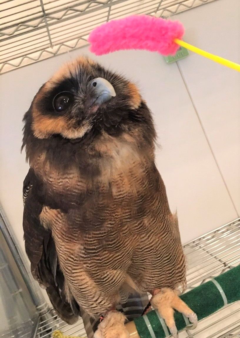 フクロウもおもちゃで遊ぶんです フクロウのみせblog