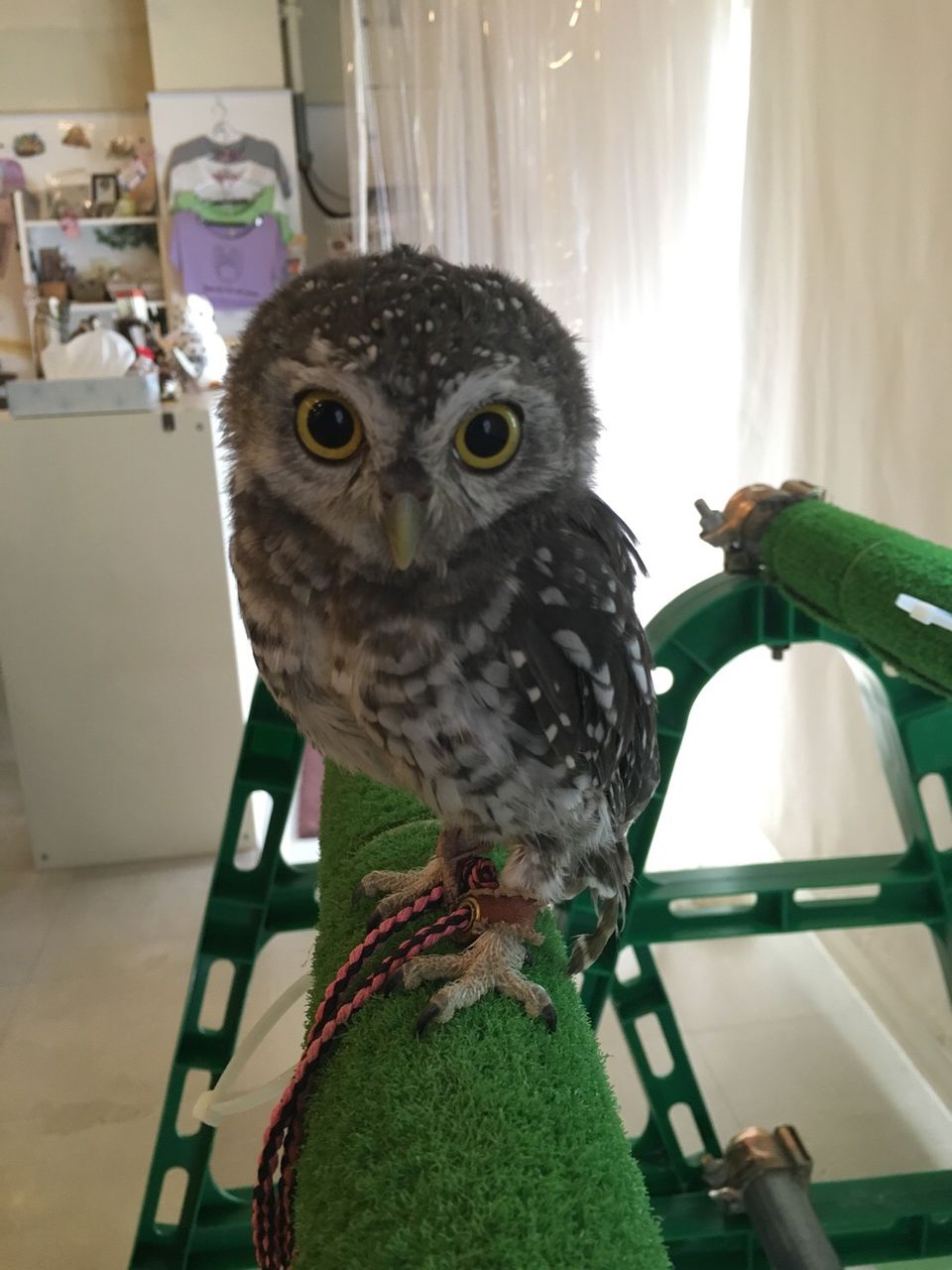 大阪 ポケモンgo フクロウのみせblog