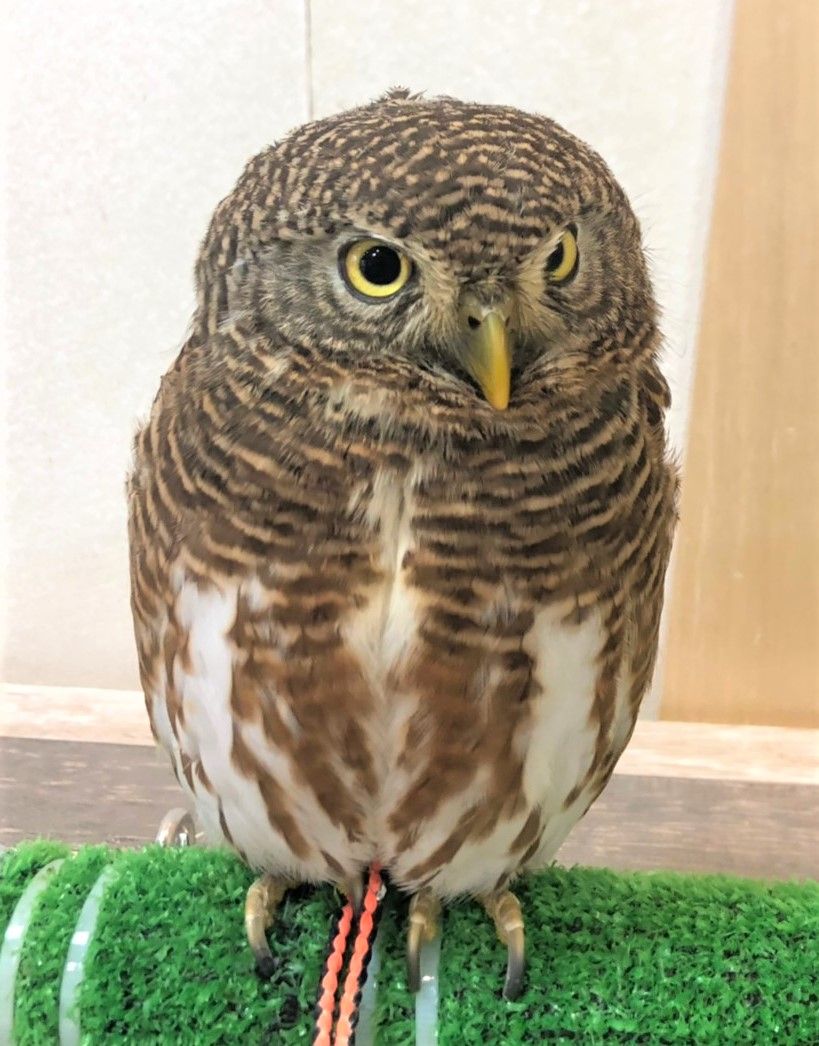 やっぱり可愛い小型フクロウ フクロウのみせblog やっぱり可愛い小型フクロウ フクロウのみせblog