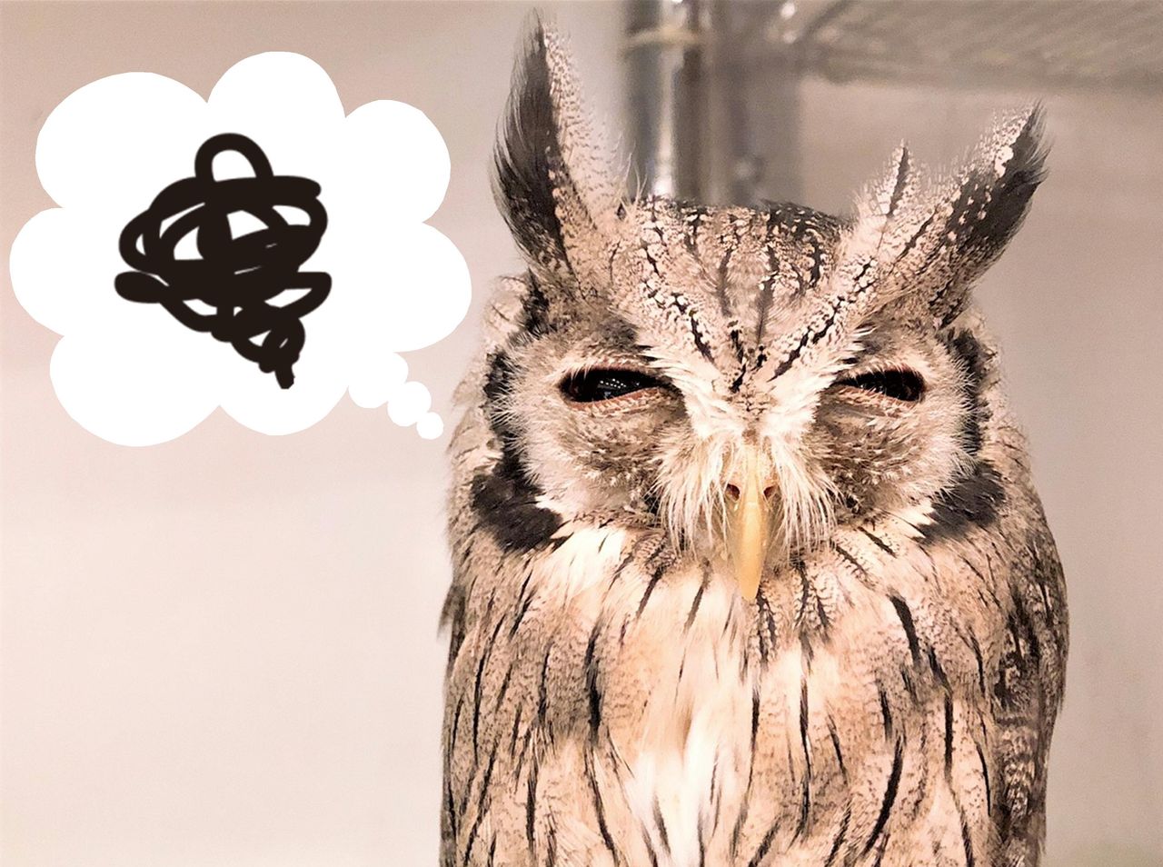 フリーwi Fiで フクロウの写真を撮りまくろう フクロウのみせblog フリーwi Fiで フクロウの写真を撮りまくろう フクロウのみせblog