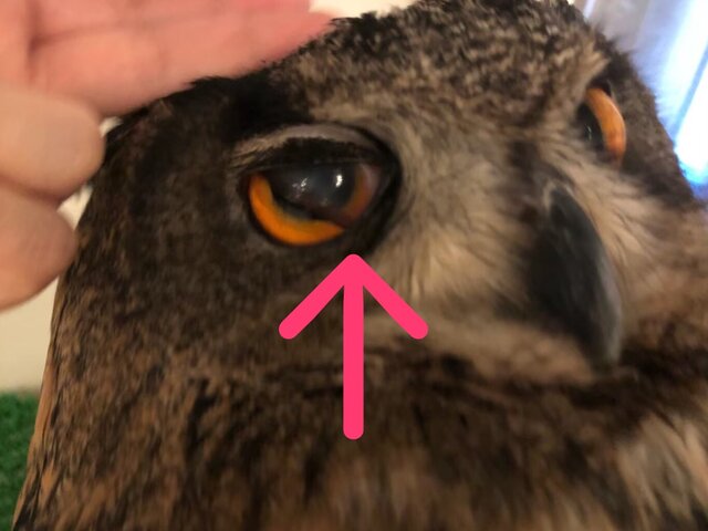 フクロウのまぶたの秘密 フクロウのみせblog フクロウのまぶたの秘密 フクロウのみせblog