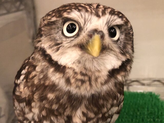 御影石 幸運のフクロウ オニキスの目 海外ブランド fundacaolacorosa.com