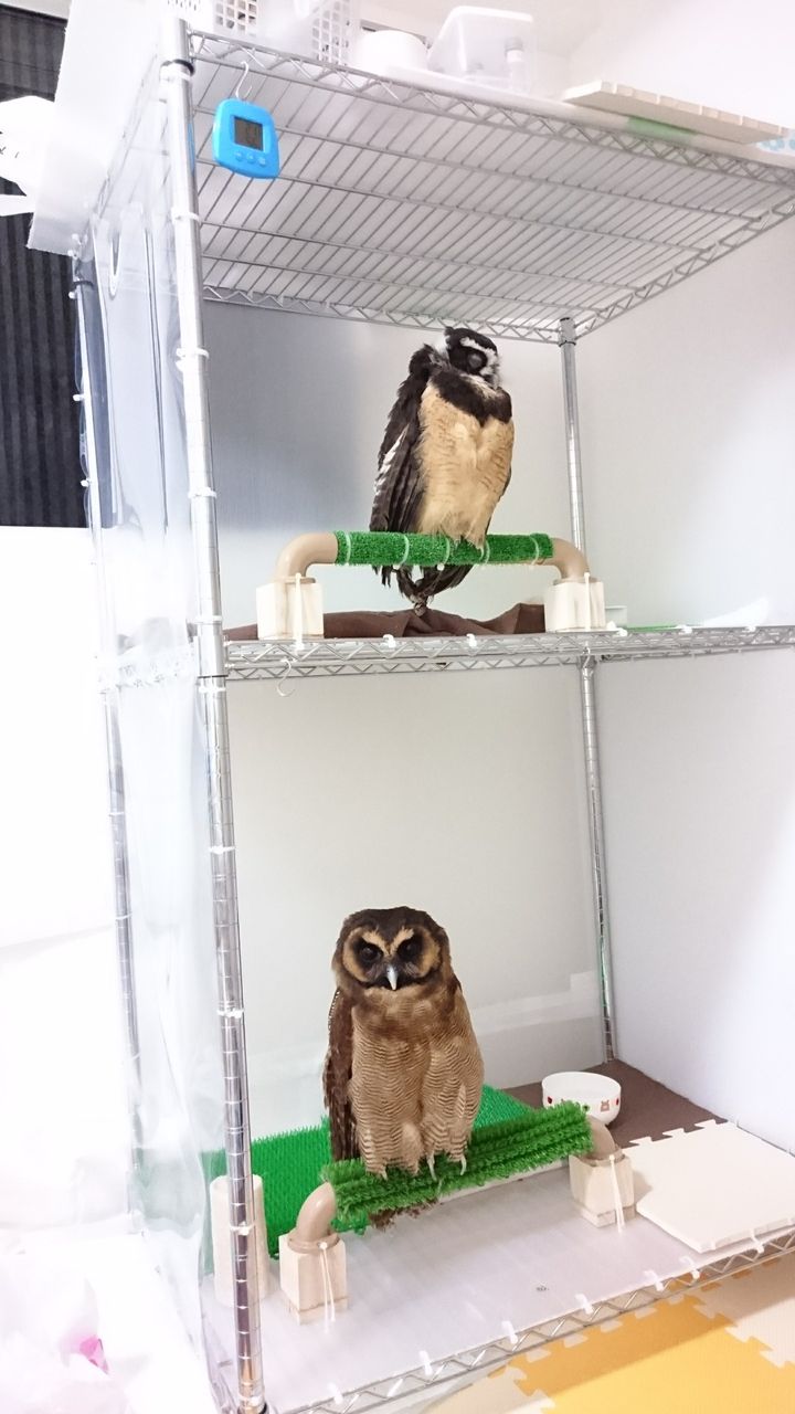 フクロウが「2羽」いる生活・・♪ : フクロウのみせblog