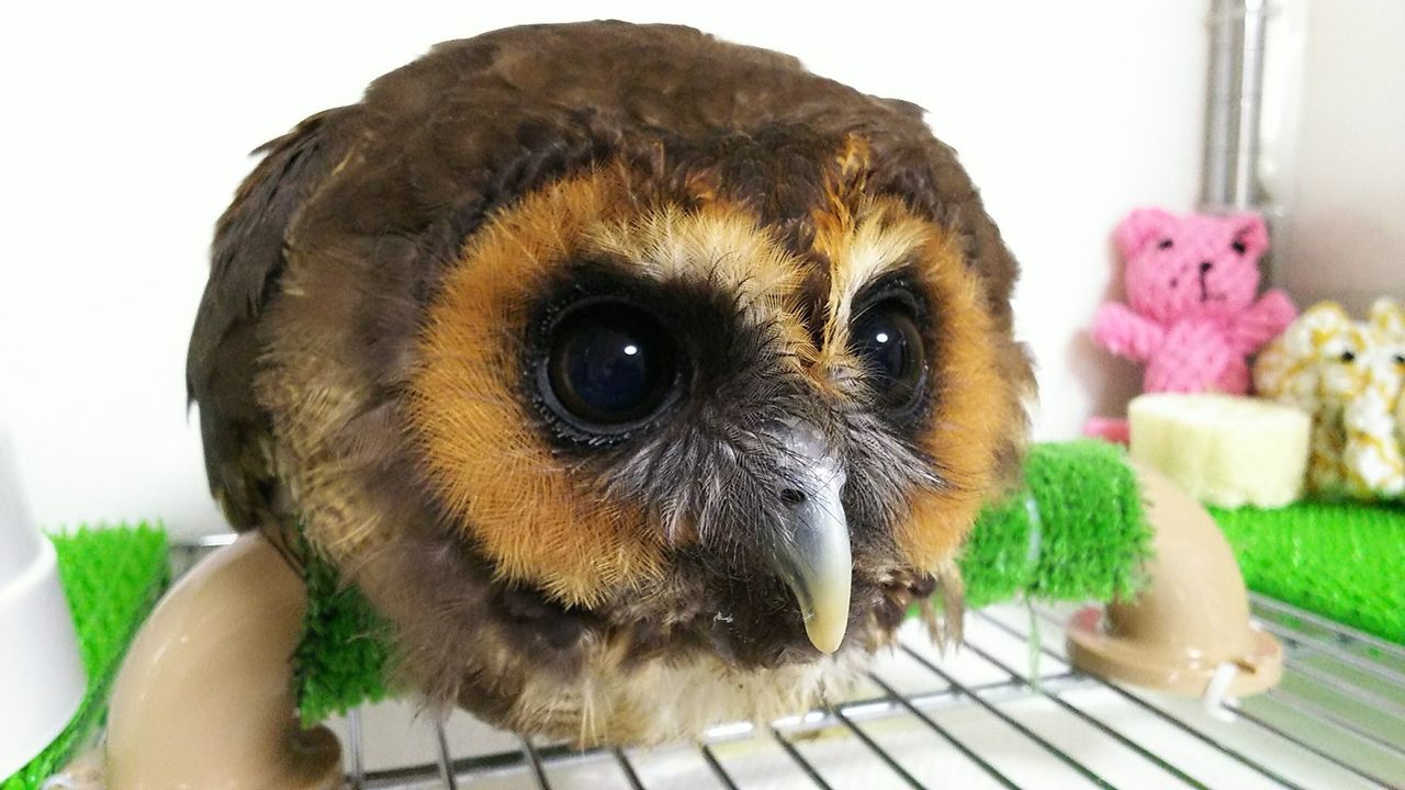 オオフクロウの とまと フクロウのみせblog オオフクロウの とまと フクロウのみせblog
