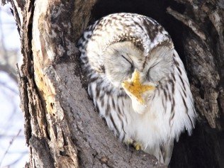 日本 に生息するフクロウさん フクロウのみせblog 日本 に生息するフクロウさん フクロウのみせblog