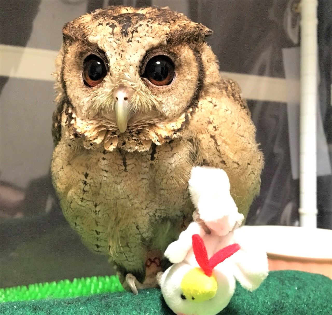 フクロウの羽のヒ・ミ・ツ♪ : フクロウのみせblog