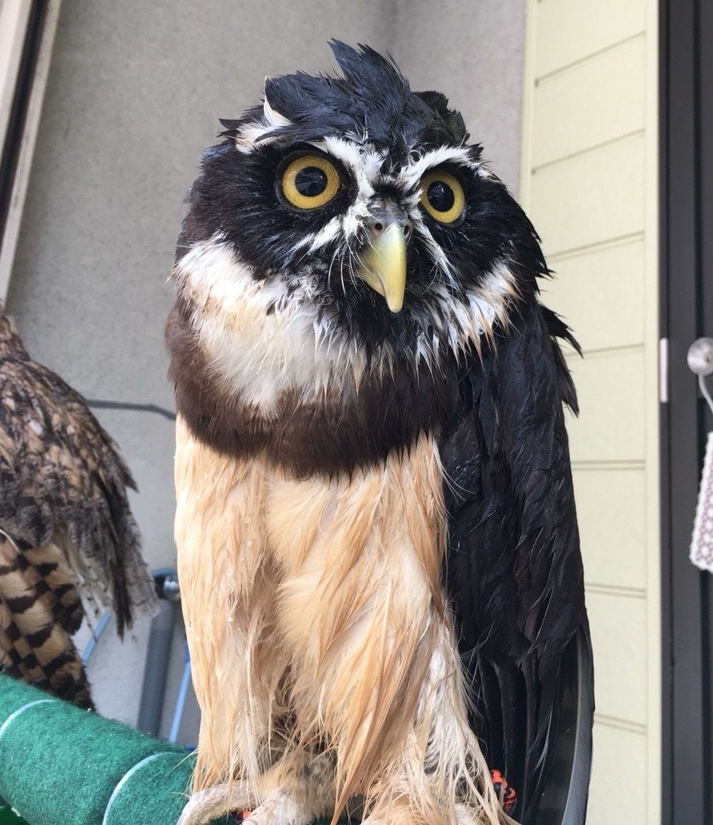 メガネフクロウの れん フクロウのみせblog メガネフクロウの れん フクロウのみせblog