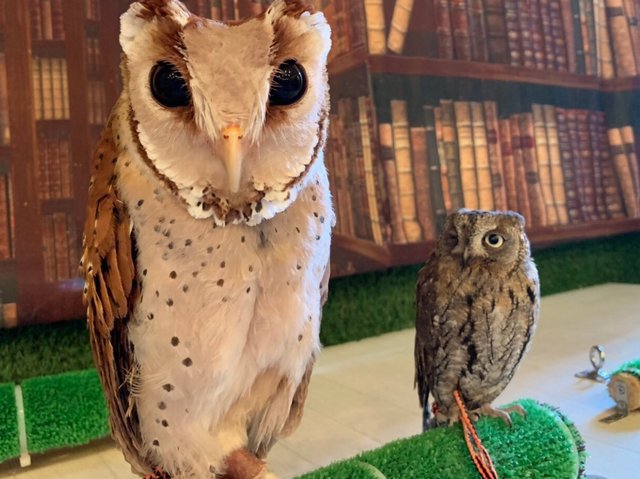 仲良しなフクロウさん達♪ : フクロウのみせblog