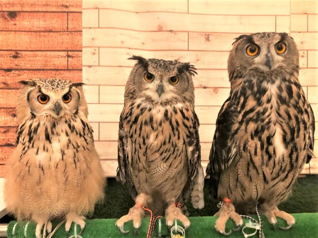 フクロウさんの 軽さ のヒミツ フクロウのみせblog フクロウさんの 軽さ のヒミツ フクロウのみせblog