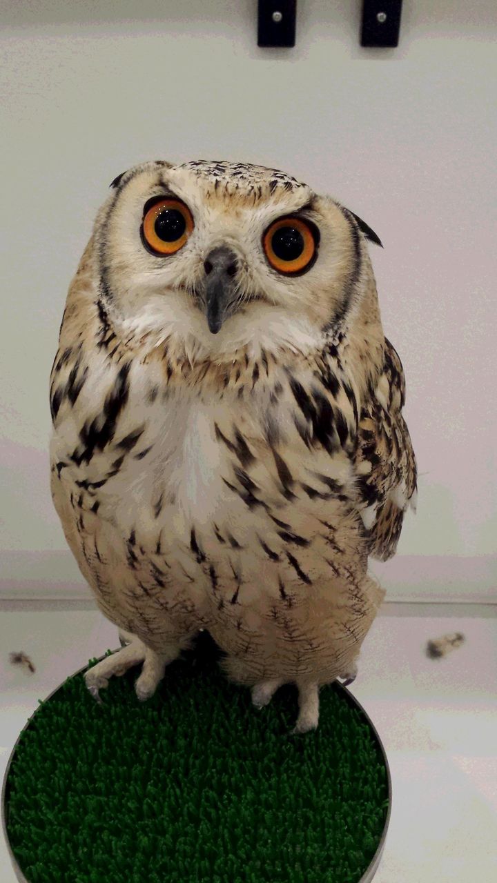 レア！アフリカワシミミズク 頭骨　※捕獲データ付 レア！アフリカワシミミズク 頭骨 ※捕獲データ付