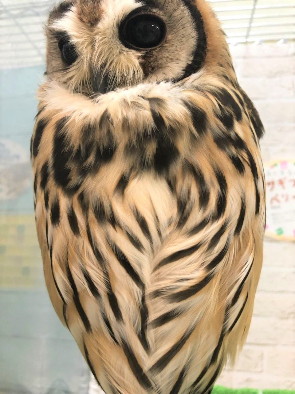 フクロウ界の可愛いアイドル 彡 フクロウのみせblog フクロウ界の可愛いアイドル 彡 フクロウのみせblog