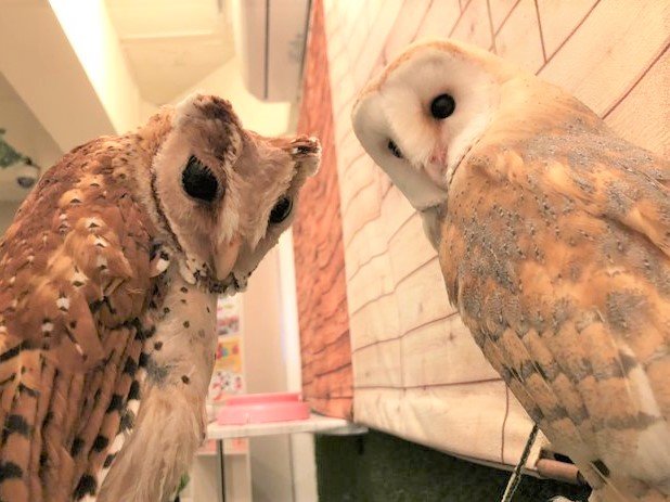 フクロウさんの フライト練習 フクロウのみせblog
