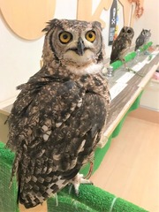 ふくろう #4_190918_0347