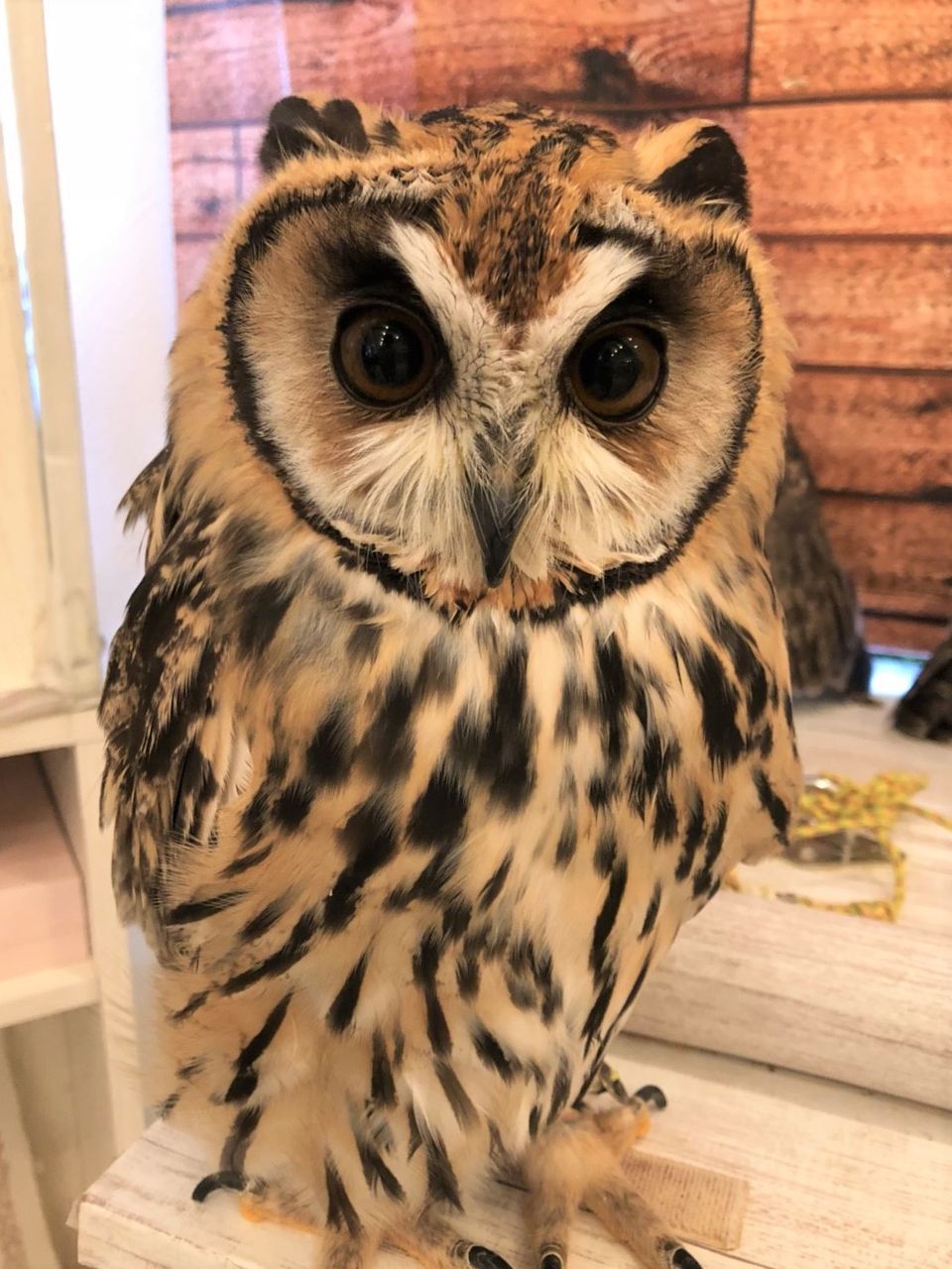 フクロウの耳ってどこにある フクロウのみせblog フクロウの耳ってどこにある フクロウのみせblog