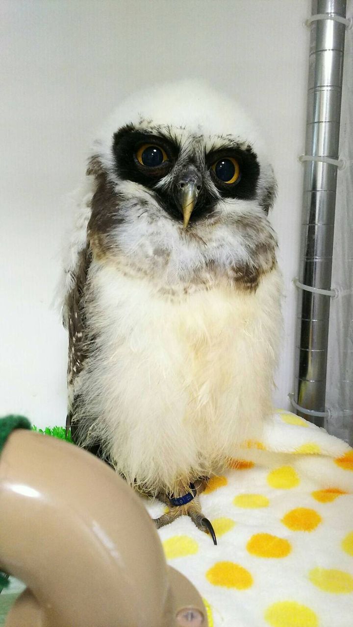 メガネフクロウの れん フクロウのみせblog メガネフクロウの れん フクロウのみせblog