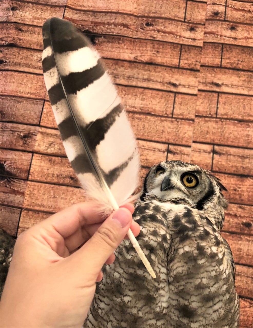 羽根の舞い落ちる季節♪ : フクロウのみせblog