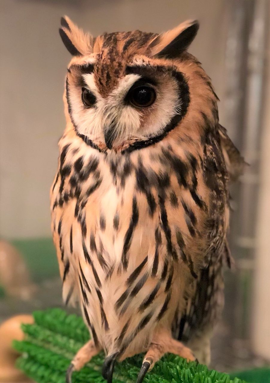 フクロウの耳ってどこにある フクロウのみせblog フクロウの耳ってどこにある フクロウのみせblog
