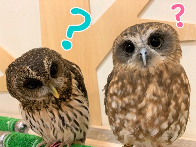 フクロウ の名前の由来って フクロウのみせblog フクロウ の名前の由来って フクロウのみせblog