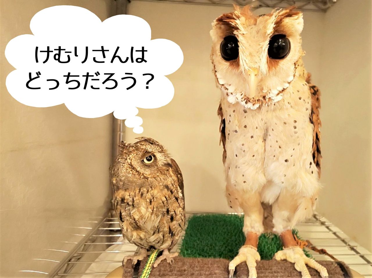 フクロウの性別について 教えて フクロウのみせblog