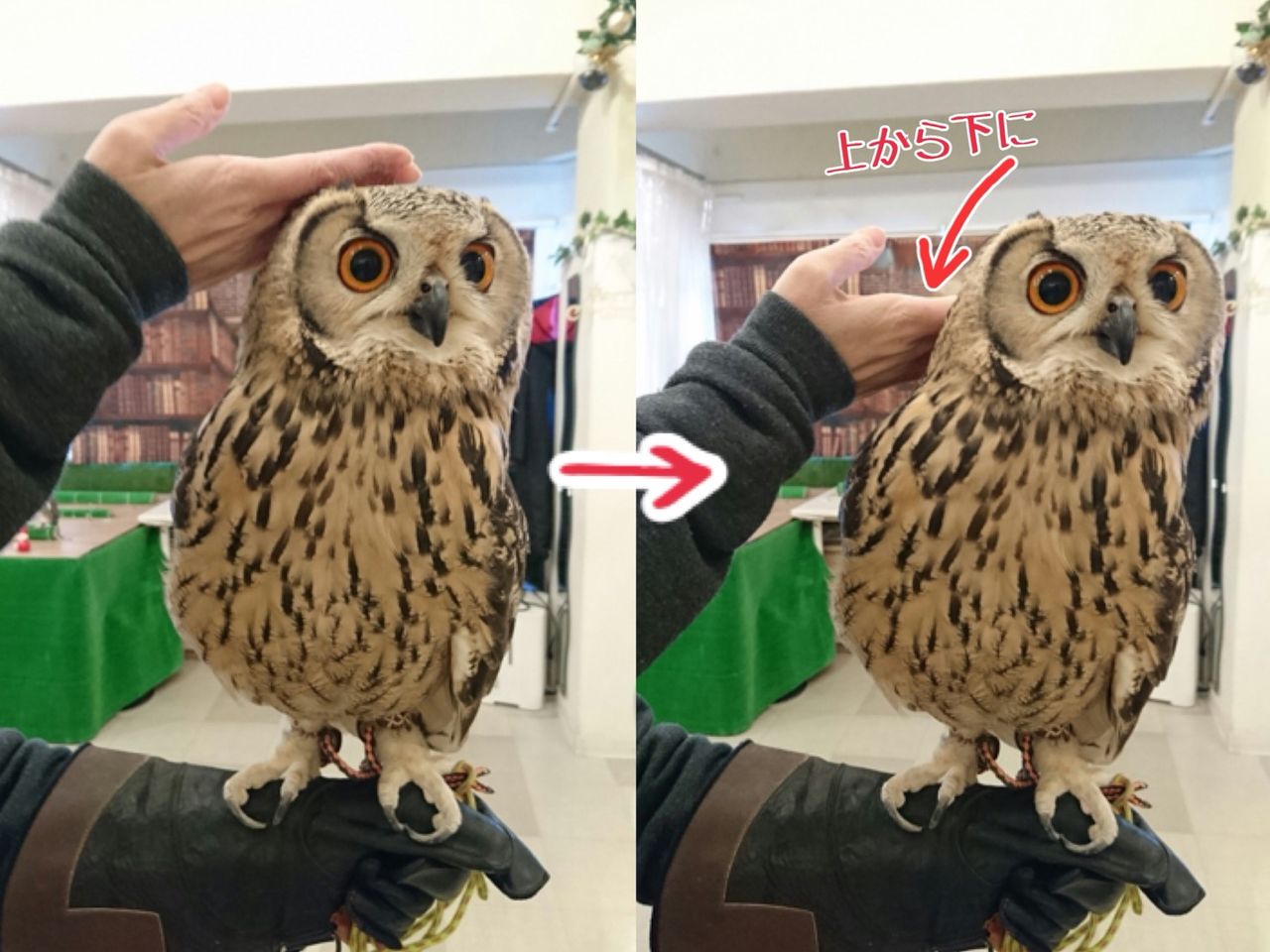 フクロウの羽はなぜキレイ？！ : フクロウのみせblog
