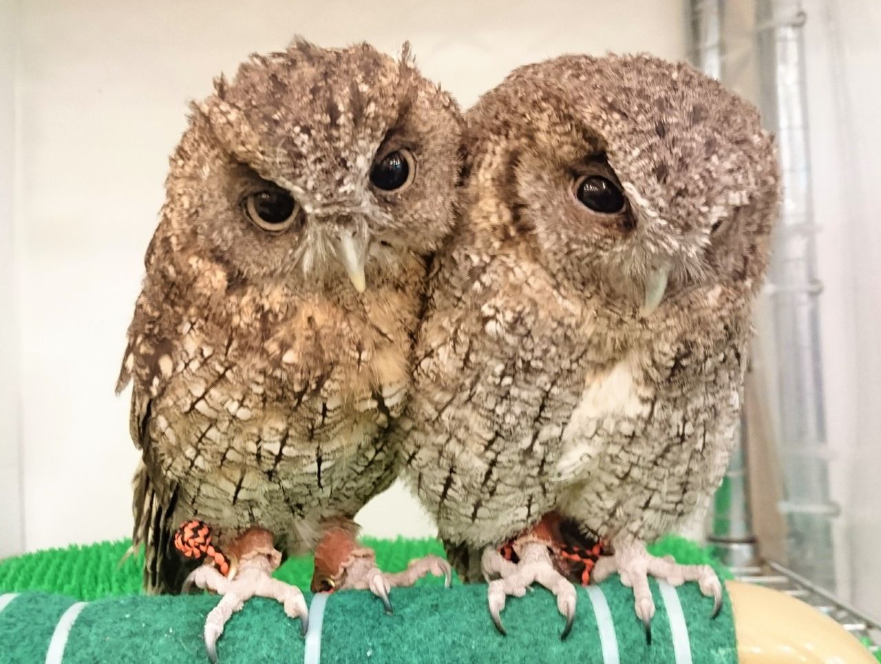 フクロウ夫婦 陶器 夫婦梟根付 植物園等各種施設の商品なら智光へ