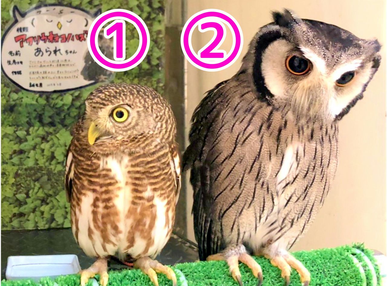フクロウさんの後姿クイズ フクロウのみせblog フクロウさんの後姿クイズ フクロウのみせblog