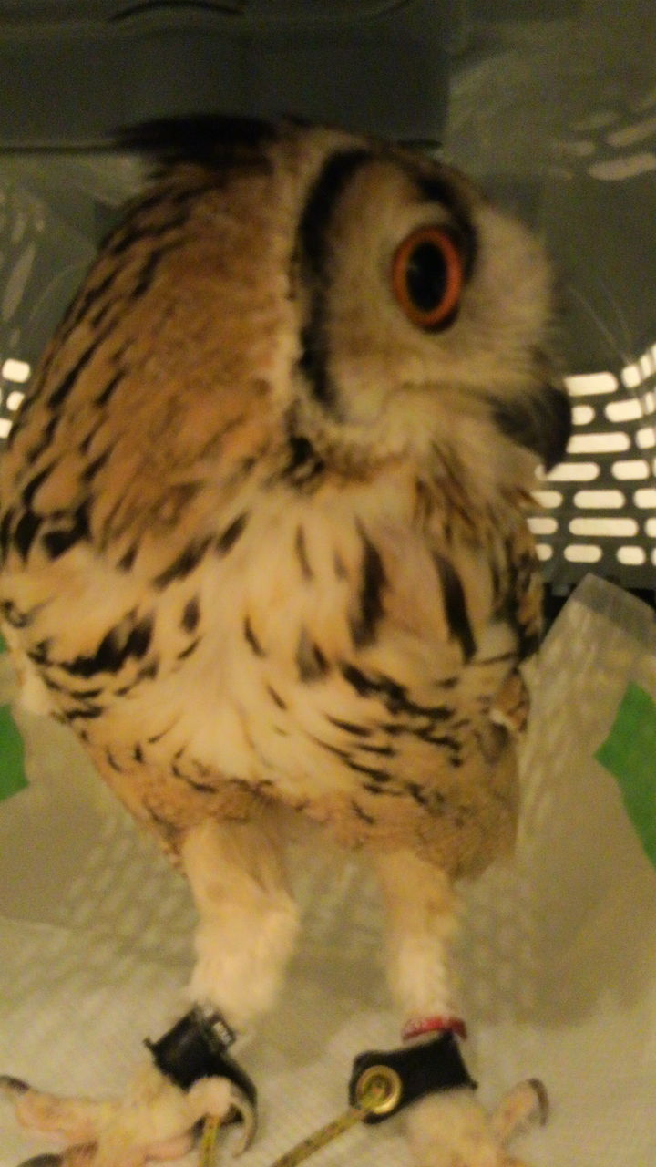 ベンガルワシミミズク 琥珀 の巣立ち フクロウのみせblog ベンガルワシミミズク 琥珀 の巣立ち フクロウのみせblog