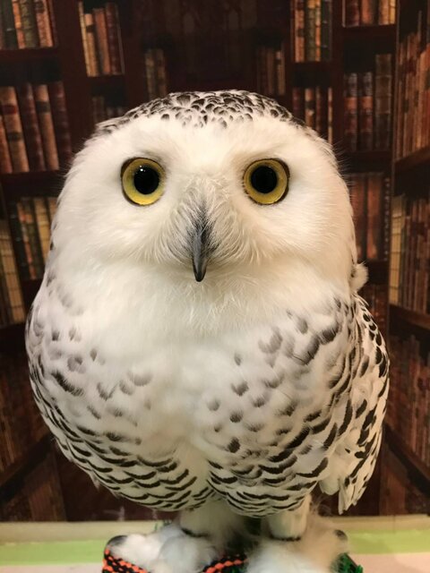 シロフクロウの ちっぷ フクロウのみせblog シロフクロウの ちっぷ フクロウのみせblog