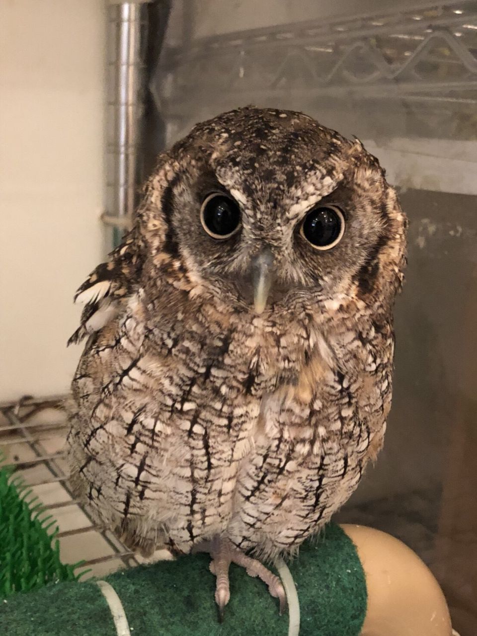 スピックスコノハズクの まーち フクロウのみせblog