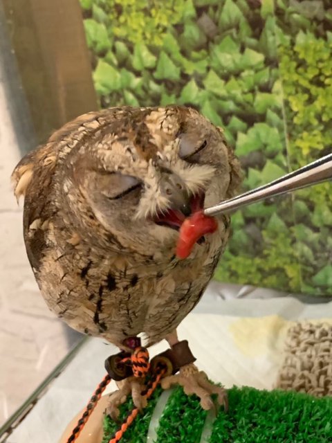 フクロウ は何を食べるの フクロウのみせblog フクロウ は何を食べるの フクロウのみせblog