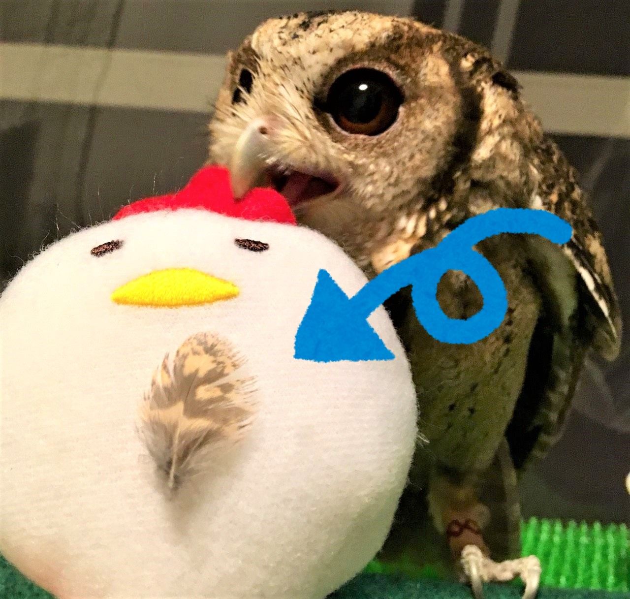 フクロウの羽のヒ ミ ツ フクロウのみせblog